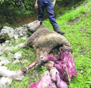 Los ganaderos denuncian que los ataques del lobo se incrementaron durante 2011 en Asturias